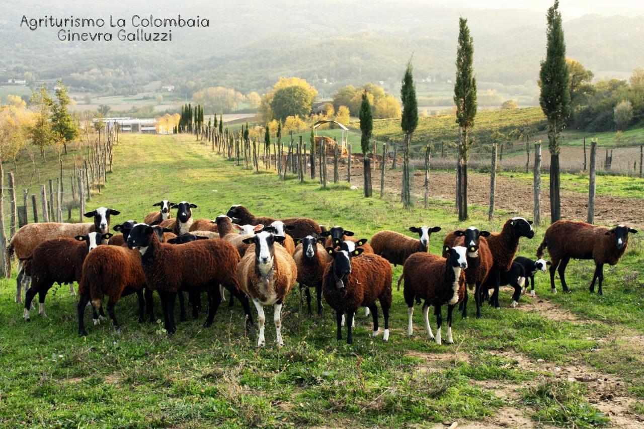Agriturismo La Colombaia Villa วิคคิโอ ภายนอก รูปภาพ
