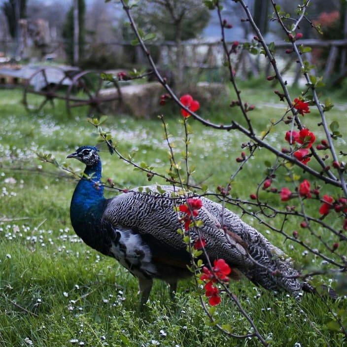 Agriturismo La Colombaia Villa วิคคิโอ ภายนอก รูปภาพ